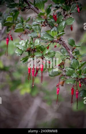 Fuchsia blühende Stachelbeere oder ribes speciosum native kalifornische Wildblumenpflanze in Los Osos in der Nähe von Morro Bay, mit zarten roten Blüten Stockfoto