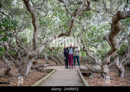 Im El Moro Elfin Forest, Los Osos, Kalifornien, posieren drei Kinder, umgeben von pygmy Küsteneichenbäumen, während sie auf dem Lehrpfad wandern. Stockfoto