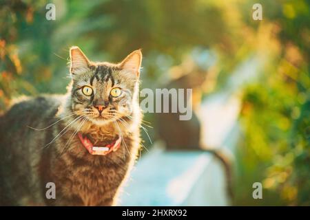 Wunderschöne Graue Katze Im Freien Porträt In Sonnigen Tag. Nahaufnahme Stockfoto
