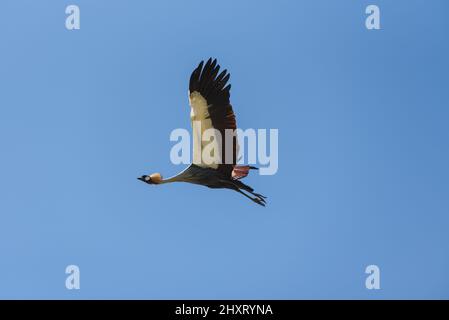 Low-Angle-Aufnahme eines grau gekrönten Kranichvogels, der in hellem Sonnenlicht auf einem blauen Himmel fliegt Stockfoto