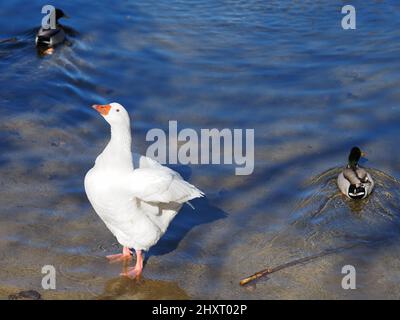 Schöne weiße Gans, die an einem sonnigen Tag am Flussufer steht und zwei Enten in der Nähe schwimmen Stockfoto