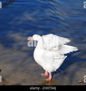 Wunderschöne weiße Gans, die am Flussufer steht und ihre Flügel im hellen Sonnenlicht winkt Stockfoto