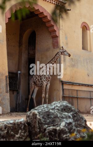 Flache Aufnahme einer Giraffe, die in ihrem Gehege im Zoo von Lissabon, Lissabon, Portugal, steht Stockfoto