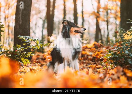 Tricolor Rough Collie, Lustige schottische Collie, Langhaarige Collie, Englisch Collie, Lassie Hund im Freien im Herbst Tag. Hochformat Stockfoto