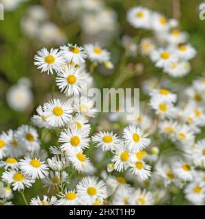 Blühendes Flöhaban, Erigeron annuus, Nahaufnahme Stockfoto