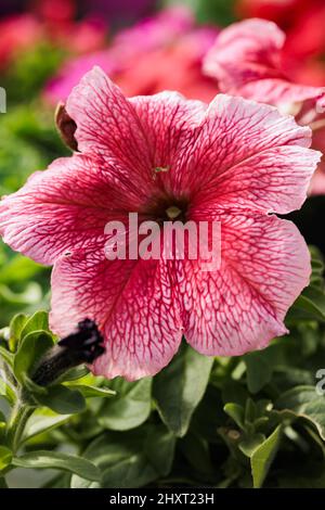 Nahaufnahme einer rosa Petunia-Blume im Garten an einem sonnigen Tag mit verschwommenem Hintergrund Stockfoto