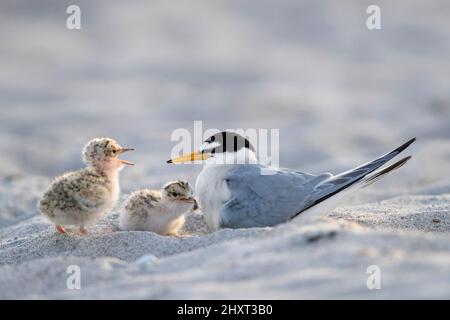 Kleine Seeschwalbe (Sternula albifrons / Sterna albifrons) Weibchen mit zwei Küken am Sandstrand im späten Frühjahr Stockfoto