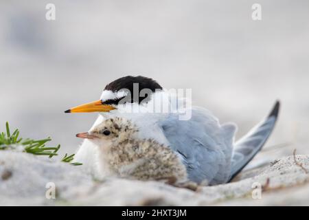 Kleine Seeschwalbe (Sternula albifrons / Sterna albifrons) im späten Frühjahr watendes weibliches Küken am Sandstrand Stockfoto