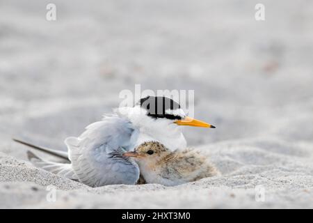 Kleine Seeschwalbe (Sternula albifrons / Sterna albifrons) im späten Frühjahr watendes weibliches Küken am Sandstrand Stockfoto