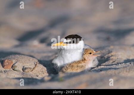 Kleine Seeschwalbe (Sternula albifrons / Sterna albifrons) im späten Frühjahr watendes weibliches Küken am Sandstrand Stockfoto