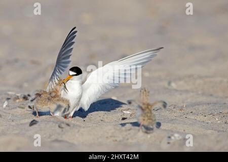 Kleine Seeschwalbe (Sternula albifrons / Sterna albifrons) Weibchen füttern im späten Frühjahr am Sandstrand Fische, die Küken zum Opfer fallen Stockfoto