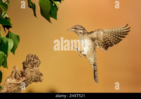 Eurasischer Wryneck (Jynx torquilla) im Flug, Spanien Stockfoto