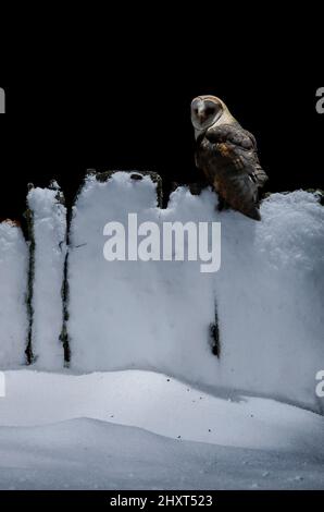 Stalleule (Tyto alba), Salamanca, Castilla y Leon, Spanien Stockfoto