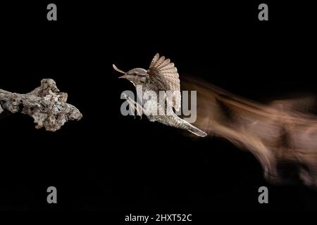 Eurasischer Wryneck (Jynx torquilla) im Flug, Spanien Stockfoto