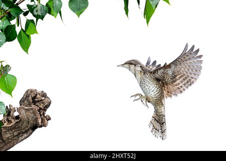 Eurasischer Wryneck (Jynx torquilla) im Flug, Spanien Stockfoto