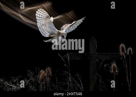 Porträt einer Scheune Eule (Tyto alba), die bei Nacht fliegt, Salamanca, Castilla y Leon, Spanien Stockfoto