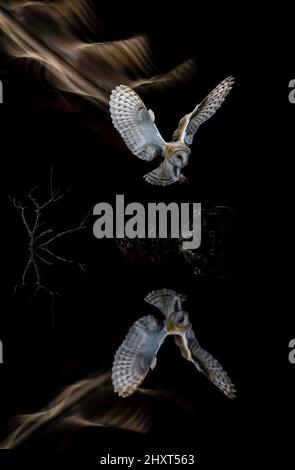 Porträt einer Scheune Eule (Tyto alba), die bei Nacht fliegt, Salamanca, Castilla y Leon, Spanien Stockfoto