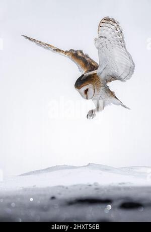 Landing Barn Owl (Tyto alba), Salamanca, Castilla y Leon, Spanien Stockfoto