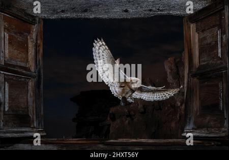 Porträt einer Scheune Eule (Tyto alba), die bei Nacht fliegt, Salamanca, Castilla y Leon, Spanien Stockfoto