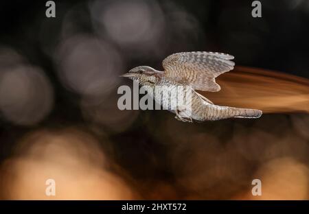 Eurasischer Wryneck (Jynx torquilla) im Flug, Spanien Stockfoto