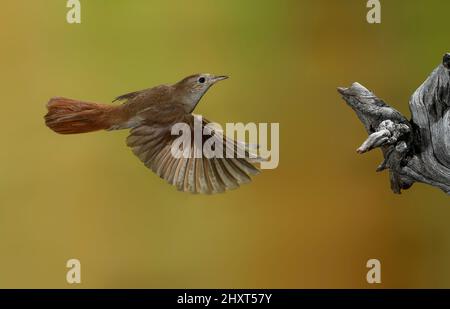 Nachtigall (Luscinia Megarhynchos) Stockfoto
