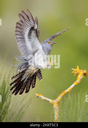 Kuckuck (Cuculus canorus) im Flug, Salamanca, Castilla y Leon, Spanien Stockfoto