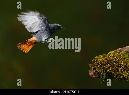 Black Redstart (Phoenicurus ochruros), Salamanca, Castilla y Leon, Spanien Stockfoto