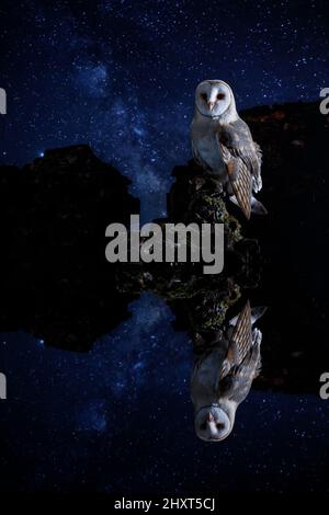 Stalleule (Tyto alba) in Sternennacht, Salamanca, Castilla y Leon, Spanien Stockfoto