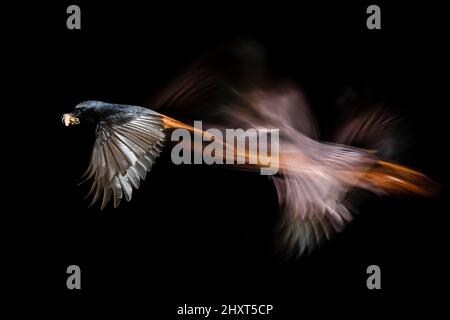 Schwarzrotstart (Phoenicurus ochruros) im Flug mit Beute, Salamanca, Castilla y Leon, Spanien Stockfoto