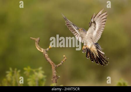 Kuckuck (Cuculus canorus) im Flug, Salamanca, Castilla y Leon, Spanien Stockfoto