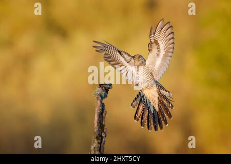 Kuckuck (Cuculus canorus) im Flug, Salamanca, Castilla y Leon, Spanien Stockfoto