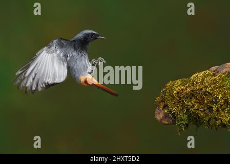 Black Redstart (Phoenicurus ochruros), Salamanca, Castilla y Leon, Spanien Stockfoto