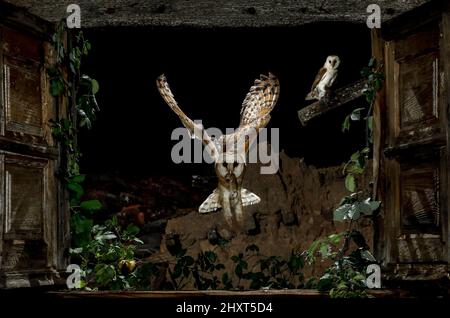 Porträt einer Scheune Eule (Tyto alba), die nachts mit einer Maus auf dem Gipfel fliegt, Salamanca, Castilla y Leon, Spanien Stockfoto