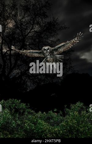 Dramatisches Porträt einer Tawny Owl (Strix aluco), die bei Nacht fliegt, Salamanca, Castilla y Leon, Spanien Stockfoto