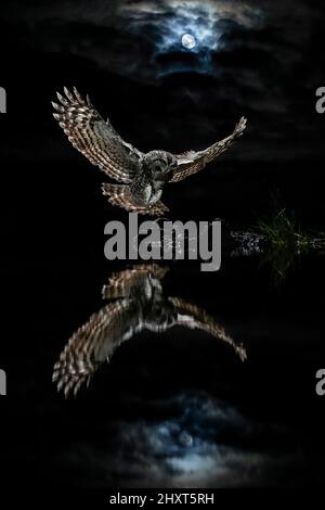 Dramatisches Porträt einer Tawny Owl (Strix aluco), die bei Nacht fliegt, Salamanca, Castilla y Leon, Spanien Stockfoto