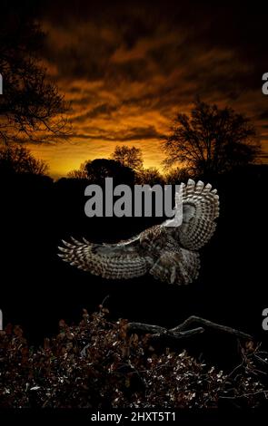 Dramatisches Porträt einer Tawny Owl (Strix aluco), die bei Nacht fliegt, Salamanca, Castilla y Leon, Spanien Stockfoto