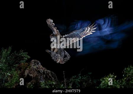 Dramatisches Porträt einer Tawny Owl (Strix aluco), die bei Nacht fliegt, Salamanca, Castilla y Leon, Spanien Stockfoto