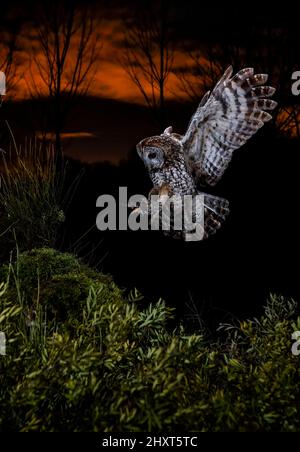 Dramatisches Porträt einer Tawny Owl (Strix aluco), die bei Nacht fliegt, Salamanca, Castilla y Leon, Spanien Stockfoto