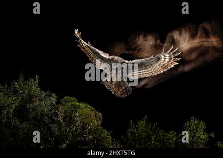 Dramatisches Porträt einer Tawny Owl (Strix aluco), die bei Nacht fliegt, Salamanca, Castilla y Leon, Spanien Stockfoto