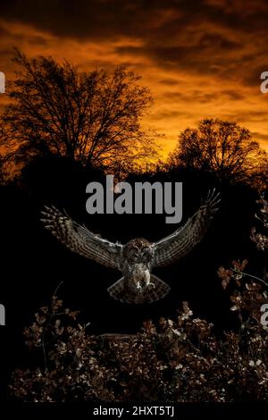 Dramatisches Porträt einer Tawny Owl (Strix aluco), die bei Nacht fliegt, Salamanca, Castilla y Leon, Spanien Stockfoto