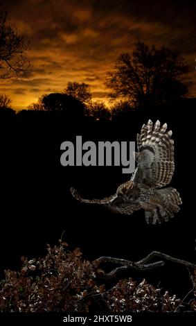 Dramatisches Porträt einer Tawny Owl (Strix aluco), die bei Nacht fliegt, Salamanca, Castilla y Leon, Spanien Stockfoto