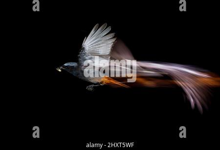 Schwarzrotstart (Phoenicurus ochruros) im Flug mit Beute, Salamanca, Castilla y Leon, Spanien Stockfoto