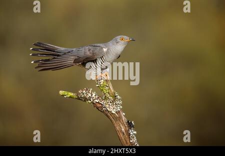 Kuckuck (Cuculus canorus), Salamanca, Castilla y Leon, Spanien Stockfoto