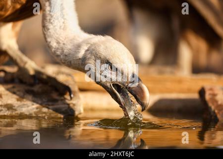 Griffon Vulture Trinkwasser (Gyps fulvus), Salamanca, Castilla y Leon, Spanien Stockfoto