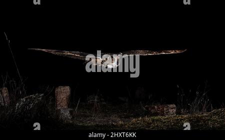 Porträt einer eurasischen Adlereule (Bubo bubo) im Flug bei Nacht, Salamanca, Castilla y Leon, Spanien Stockfoto