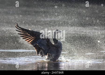 Eine Canada Goose sprüht Wassertropfen, während sie sich ausdehnt und ihre Flügel ausschlägt Stockfoto