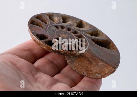 Nahaufnahme eines großen Exemplars des Ammoniten-Fossils in offener Hand auf weißem Hintergrund. Stockfoto