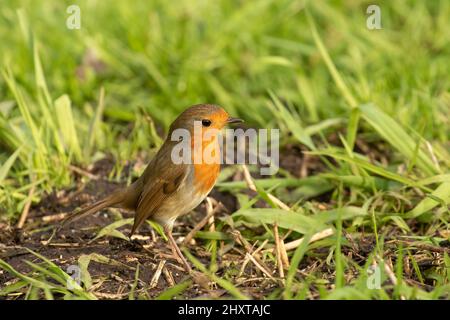 Nahaufnahme des auf dem Rasen stehenden europäischen Rotkehlens. Erithacus rubecula. Stockfoto