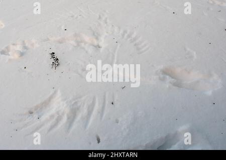 Flügel- und Fußabdrücke eines Raubvogels im Schnee Stockfoto