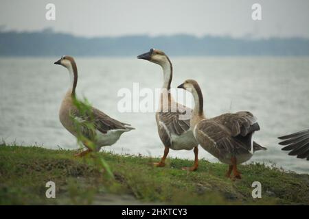 Einige schöne Königskupfen in wolkigen Umgebungen Stockfoto